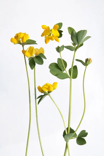 Lotus corniculatus (Birdfoot Deervetch)