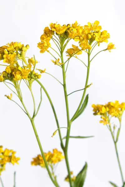 Flores de Raphanus raphanistrum (rabanete selvagem ) — Fotografia de Stock