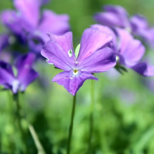 Flor de viola odorata — Fotografia de Stock