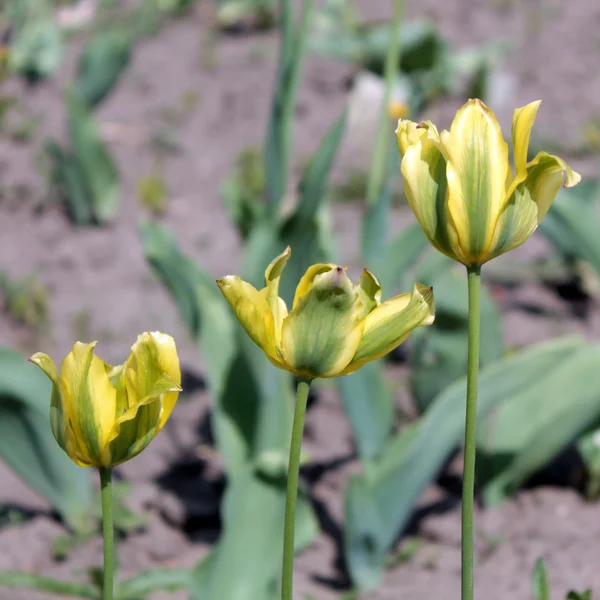 Flores de tulipán verde y amarillo — Foto de Stock