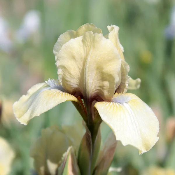 Blady żółty iris — Zdjęcie stockowe
