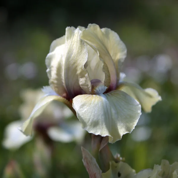 Bleke gele iris — Stockfoto