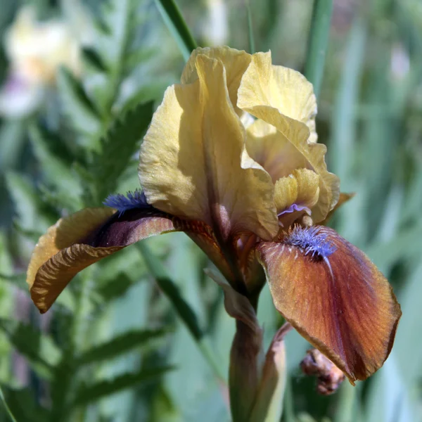 Geel-bruine iris — Stockfoto