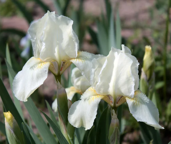 Bleke gele iris — Stockfoto