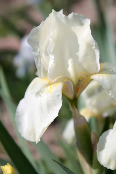 Bleke gele iris — Stockfoto