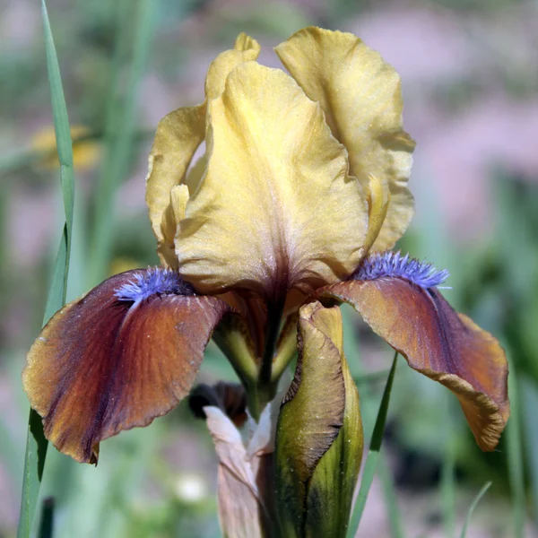 Sarı-kahverengi iris — Stok fotoğraf