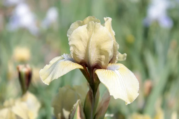 Bleke gele iris — Stockfoto