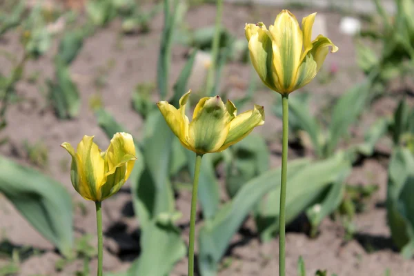 Kwiaty tulipan zielony i żółty — Zdjęcie stockowe