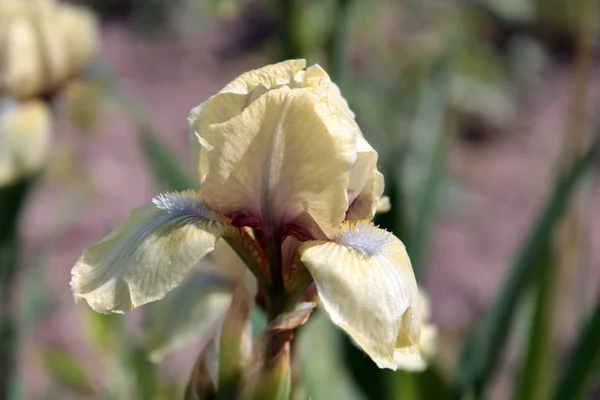 Blady żółty iris — Zdjęcie stockowe