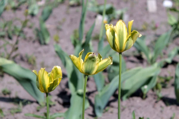 Flores de tulipán verde y amarillo — Foto de Stock