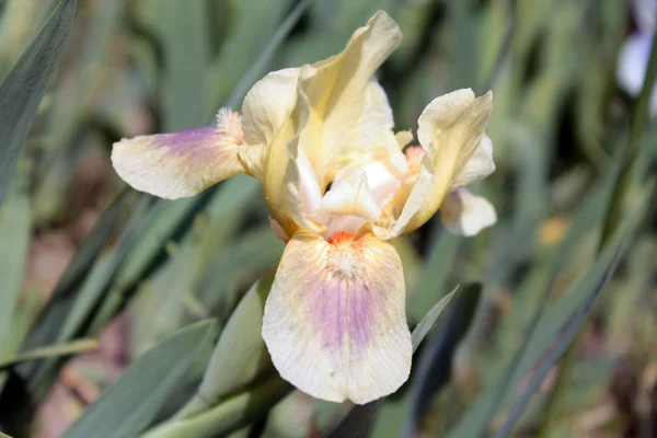 Bleke gele iris — Stockfoto