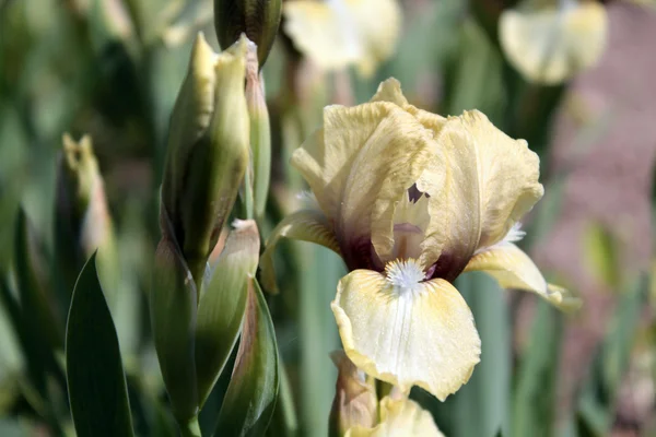 Bleke gele iris — Stockfoto