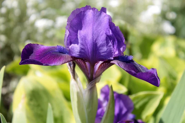 Fioletowy irys (Iris croatica) — Zdjęcie stockowe