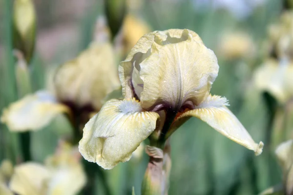 Bleke gele iris — Stockfoto