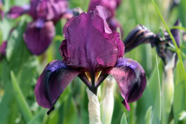 Dwarf iris varieties Cherry Garden — Stock Photo, Image