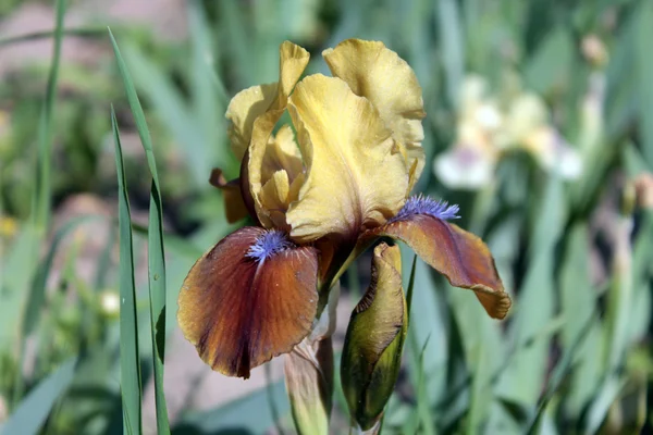 Geel-bruine iris — Stockfoto