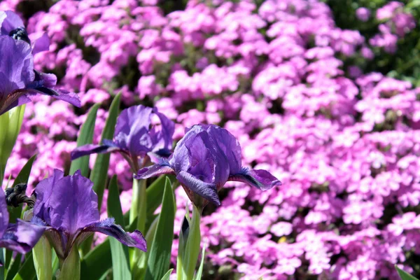 Rotstuin met paarse irissen — Stockfoto