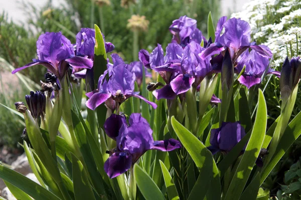 Paarse irissen (Iris meter) — Stockfoto
