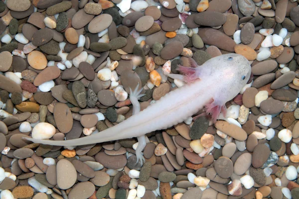 Axolotl — Stockfoto