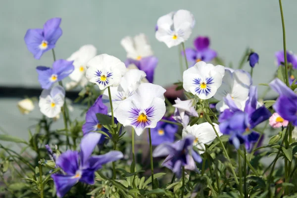 Witte viooltjes — Stockfoto