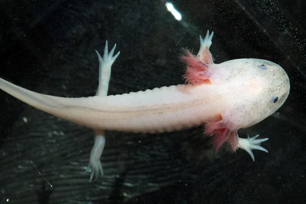 Axolotl — Stockfoto