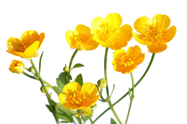 Ranunculus repens (renoncule rampant) isolé sur blanc — Photo