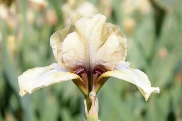 Pale Yellow Iris Royalty Free Stock Photos