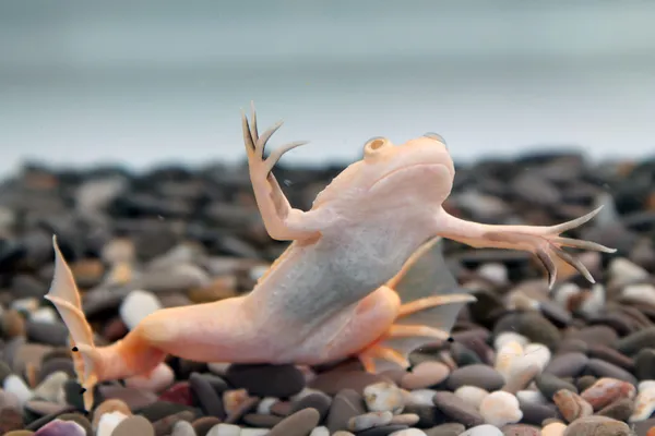 Xenopus laevis (rana dagli artigli africani ) — Foto Stock