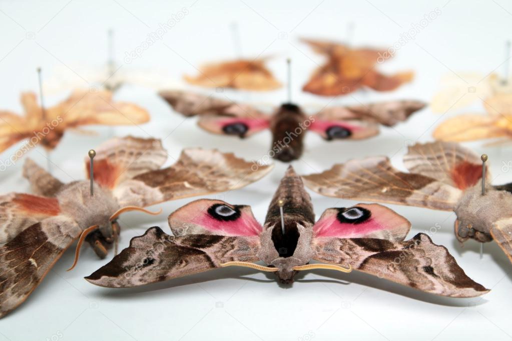 Entomological collection of butterflies