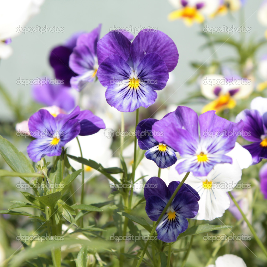 Paarse viooltjes — Stockfoto © kazakovmaksim 26019713