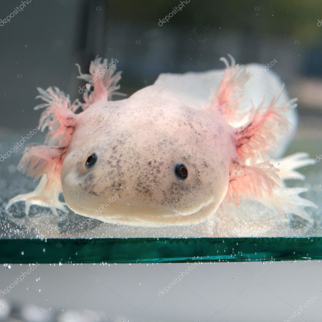 Axolotl Stock Photo By C Kazakovmaksim Axolotl Stock Photo By C Kazakovmaksim