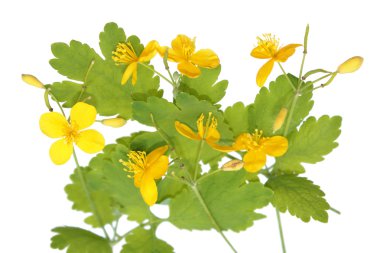 Chelidonium majus (büyük kırlangıçotu)