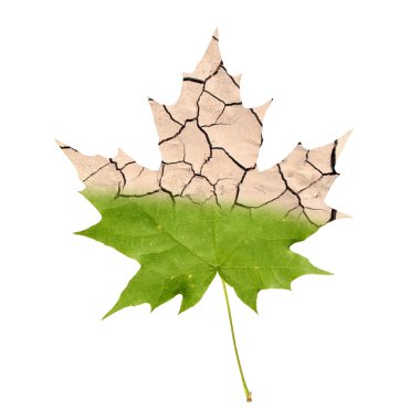 Wither maple leaf clipart