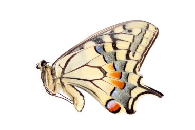 beyaz izole ortak sarı swallowtail
