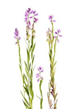 pembe milkwort üzerinde beyaz izole