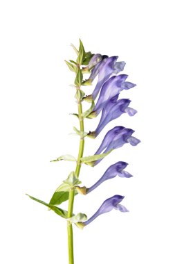 Scutellaria baicalensis (Baikal Skullcap) clipart