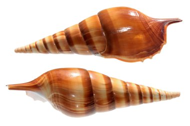 tibia insulaechorab üzerinde beyaz izole kabuk