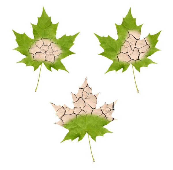 Увядшие листья клена — стоковое фото