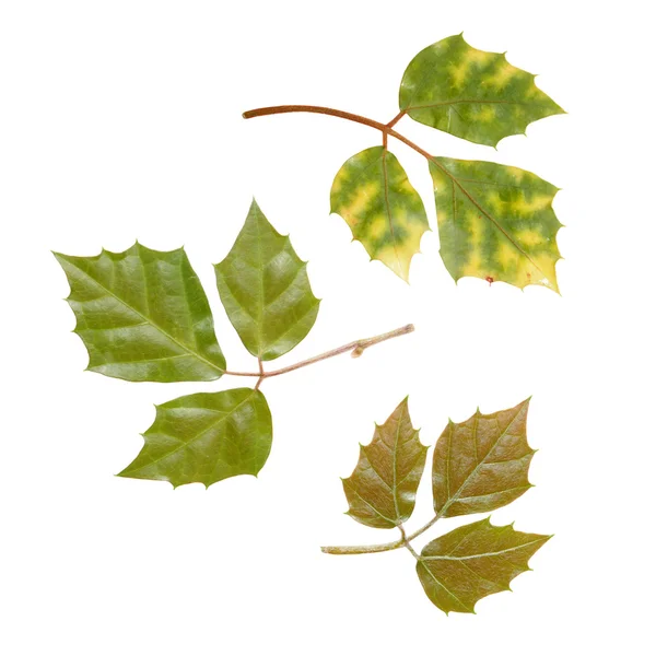 Different leaves of Glossy forest grape — Stock Photo, Image