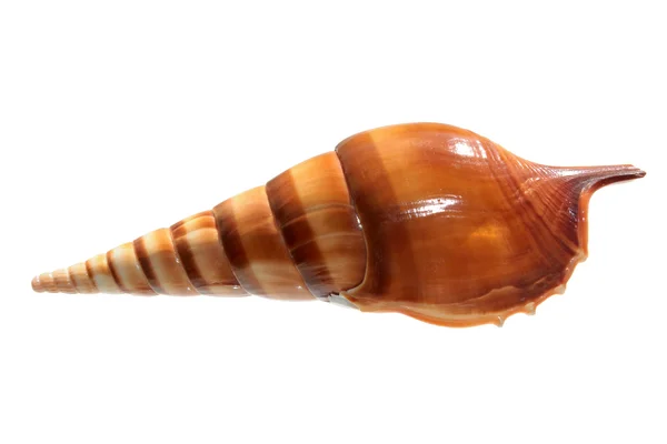 Shell of Tibia insulaechorab isolated on white — Stock Photo, Image