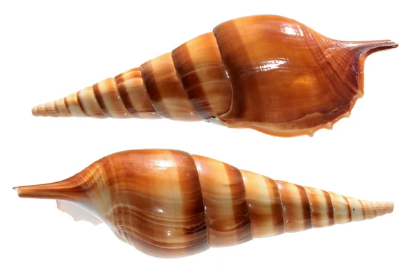Shells of Tibia insulaechorab isolated on white — Stock Photo, Image