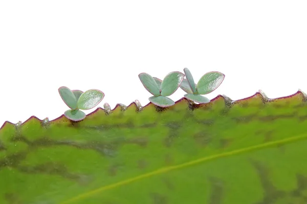 Les jeunes plantes de Kalanchoe sur la feuille — Photo