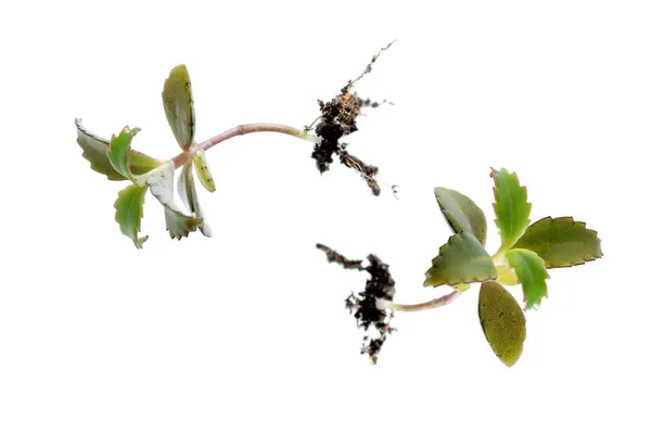 Mladé rostliny kalanchoe — Stock fotografie