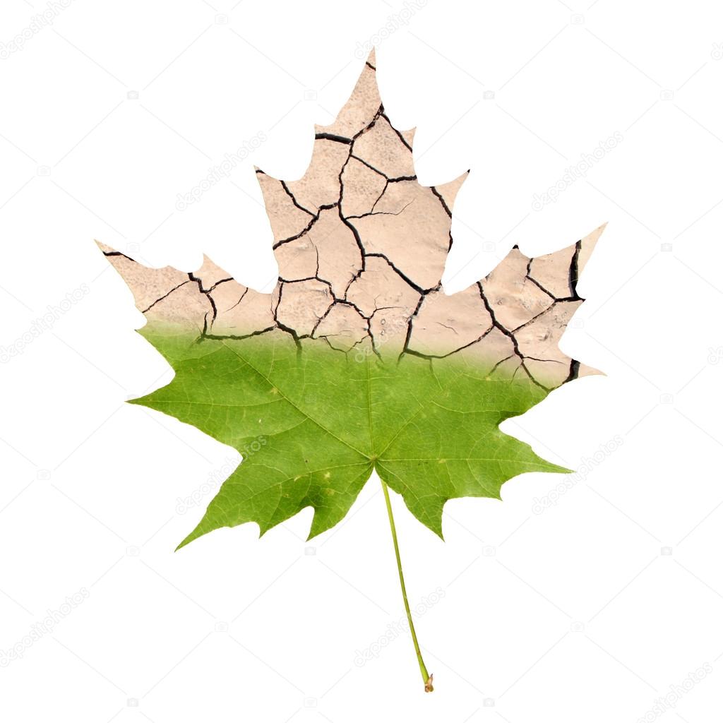 Wither maple leaf