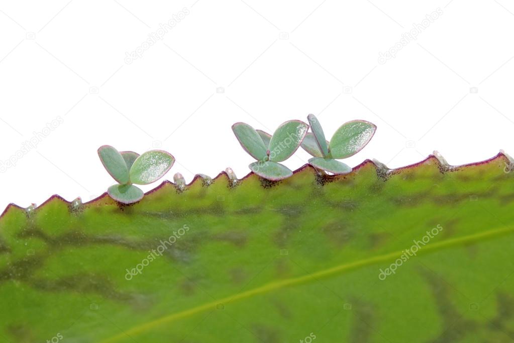 Young plants of Kalanchoe on leaf