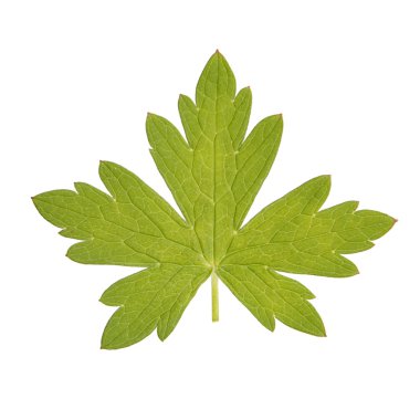 Geranium leaf isolated on white clipart