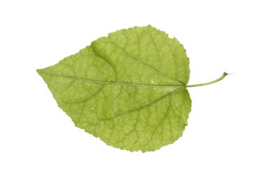 Juvenile aspen leaf isolated on white clipart