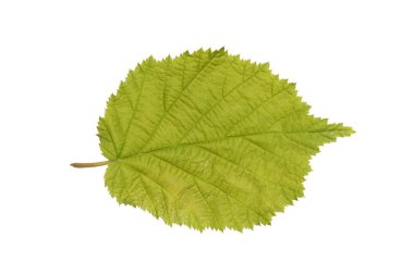 Common Hazel leaf isolated on white clipart