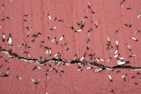 Formigas saindo da rachadura — Fotografia de Stock