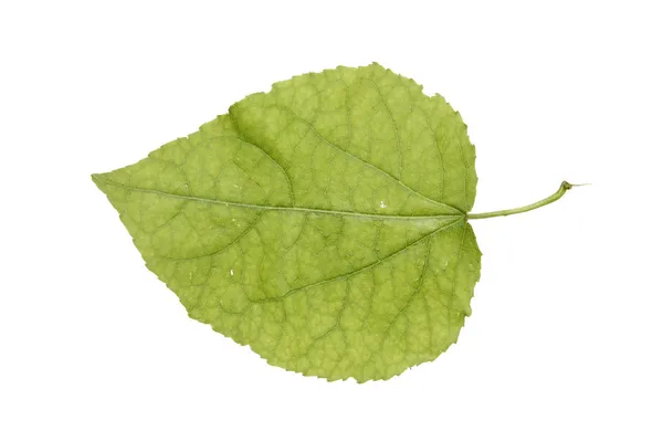 Folha de álamo juvenil isolada em branco — Fotografia de Stock